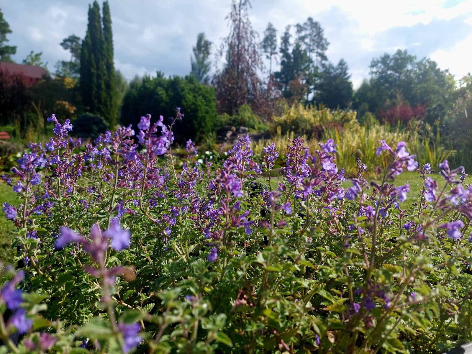 Nepata faasseni ‘Walker‘s Low‘ (Katžolė faseno)