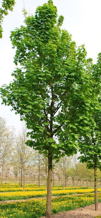 Acer platanoides ‘Columnare‘ (Klevas paprastasis)