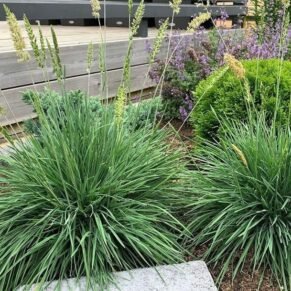 Koeleria glauca (melsvoji kelerija)