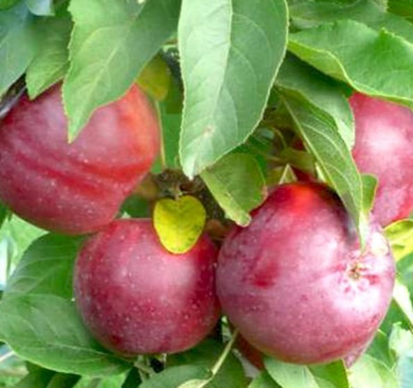Malus domestica ‘Inese’ (Obelis naminė)