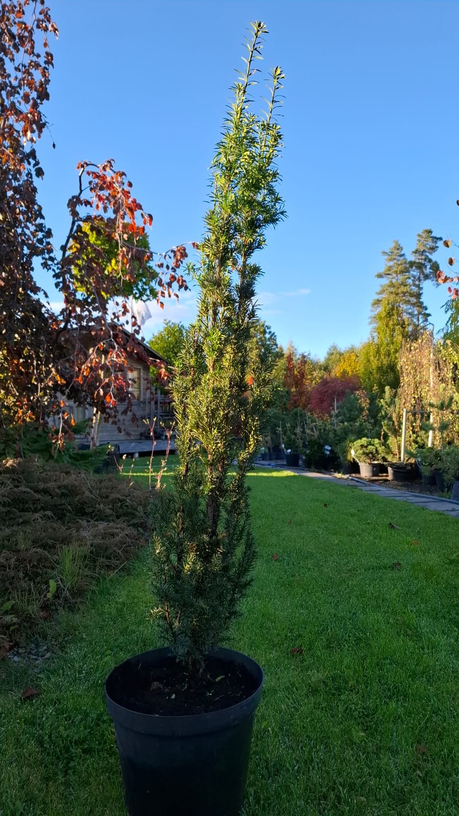 Taxus x media ‘Hatfieldii‘ (Kukmedis tarpinis)