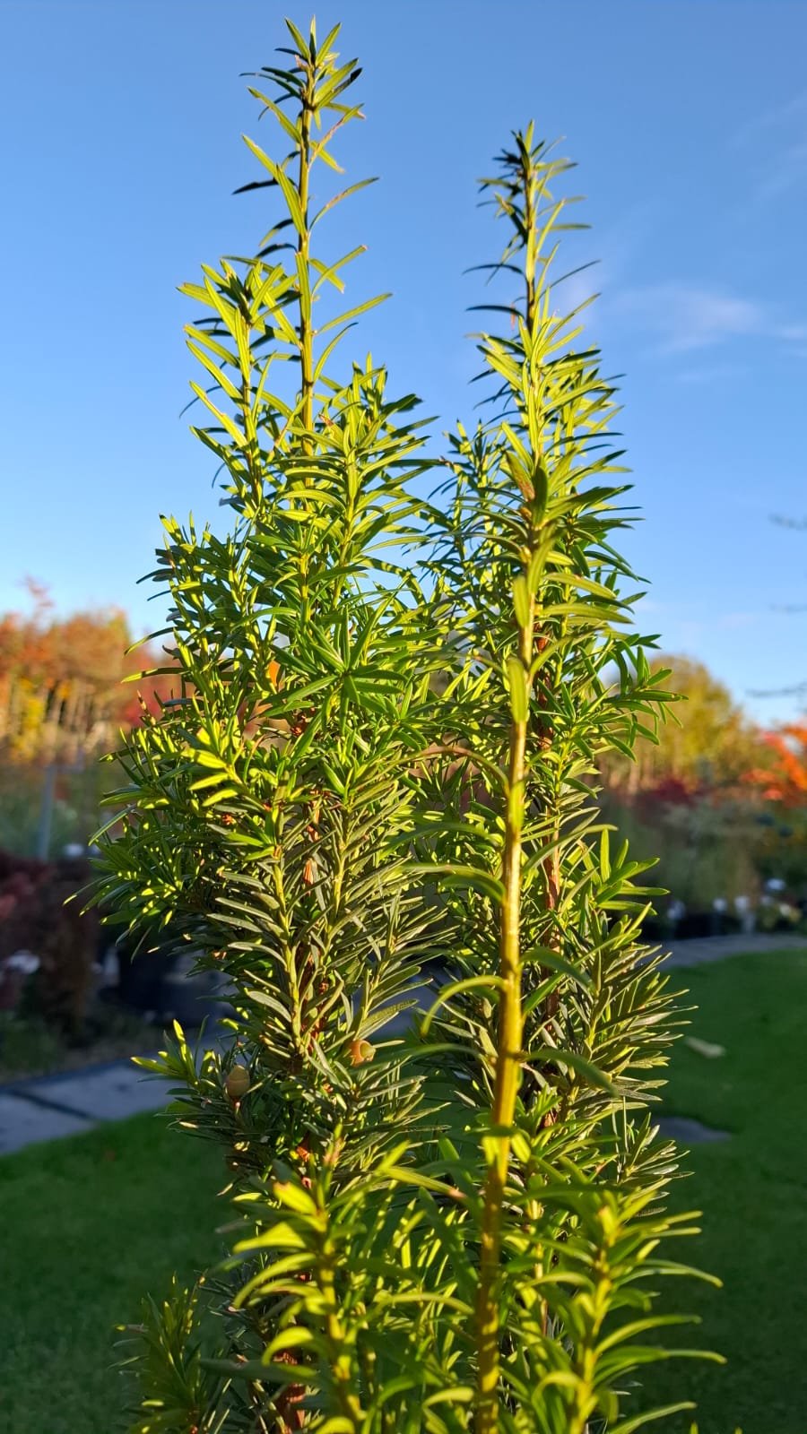 Taxus x media ‘Hatfieldii‘ (Kukmedis tarpinis)