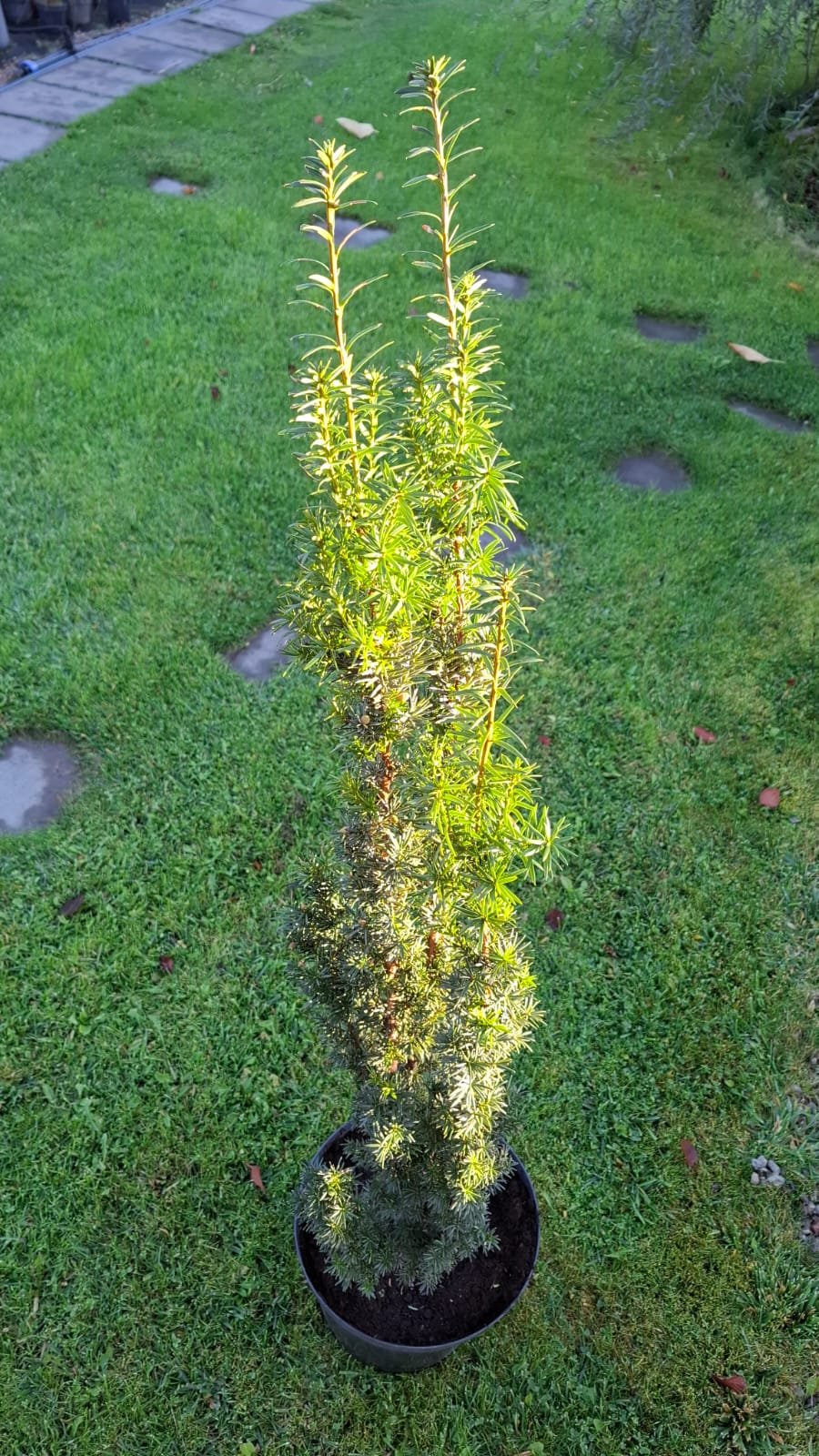 Taxus x media ‘Hatfieldii‘ (Kukmedis tarpinis)