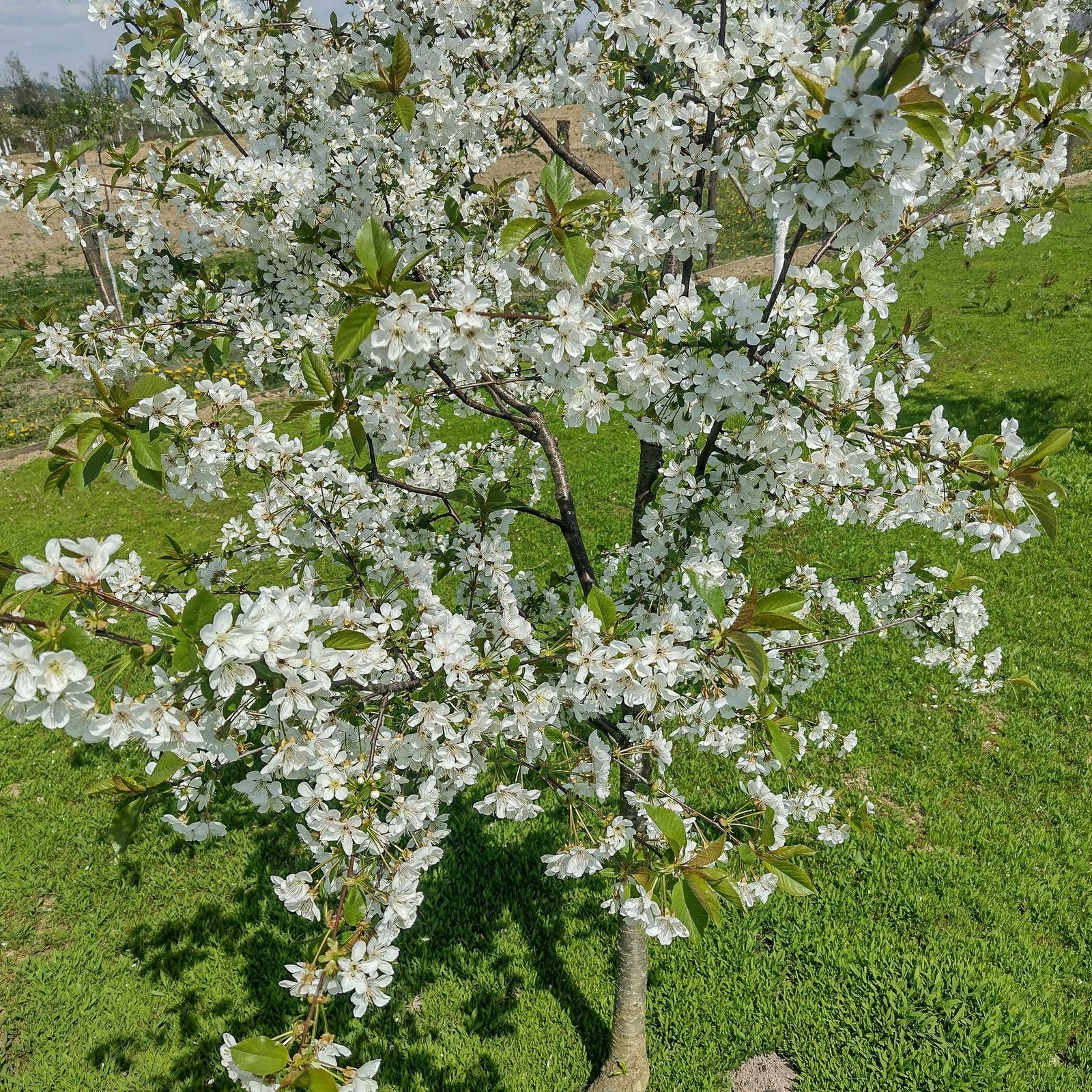 Prunus avium ‘Lapins’ (Trešnė paprastoji)