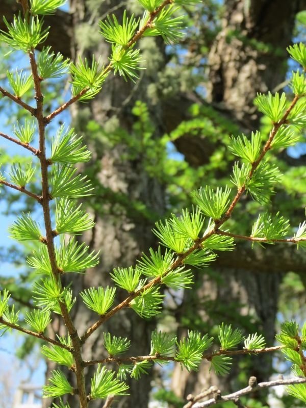 Larix decidua (Maumedis europinis)