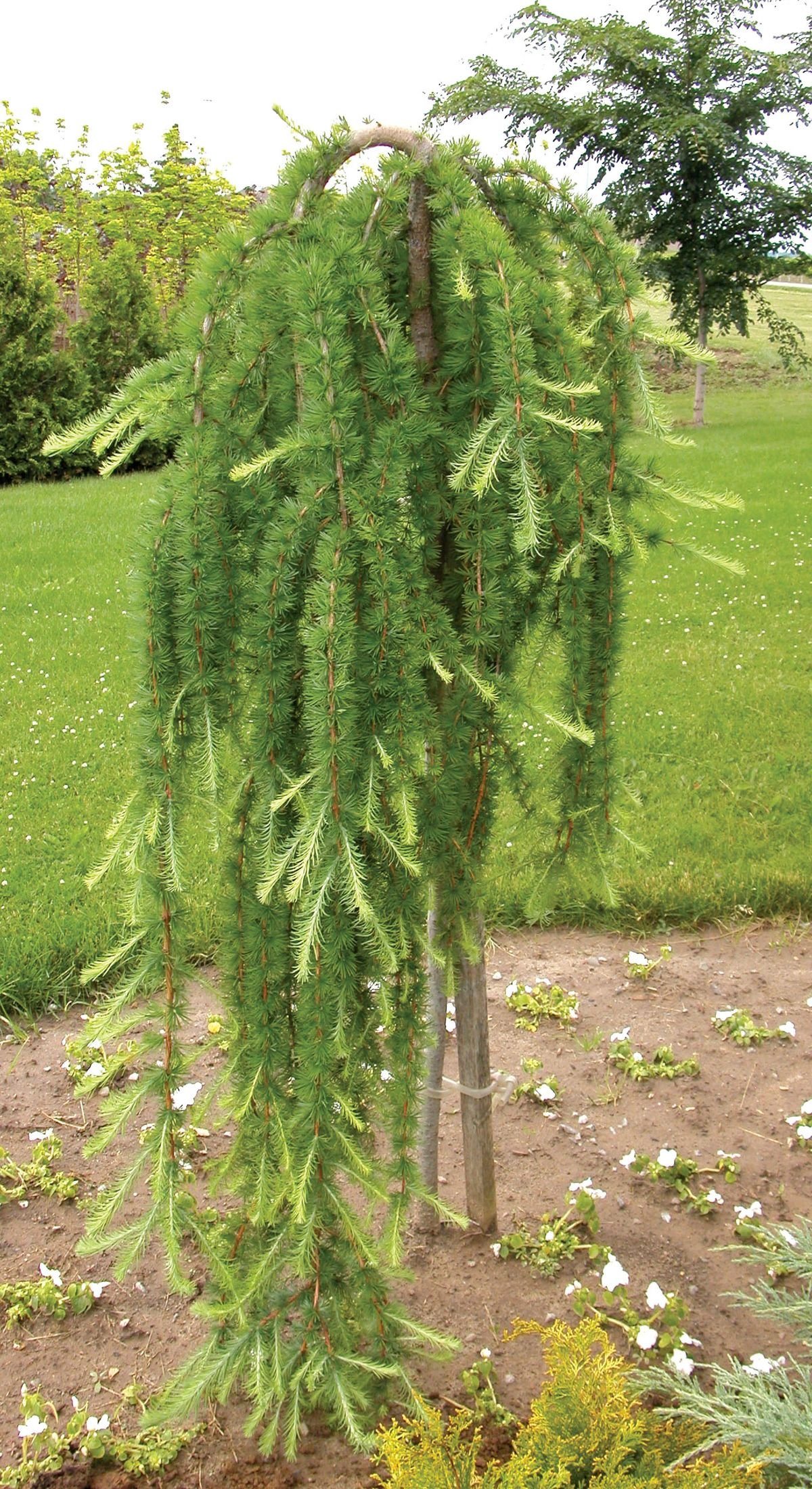 Larix kaempferi ‘Stiff Weeping‘ (Maumedis japoninis)