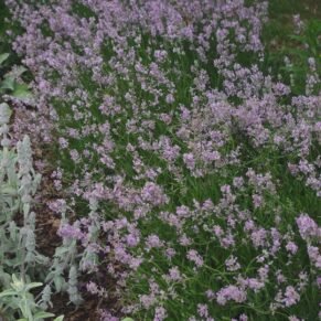 Lavandula angustifolia ‘Rosea’ (Levanda tikroji)