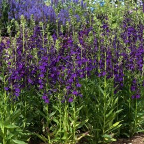 Lobelia speciosa ‘Starship Blue’ (Lobelija puošnioji)