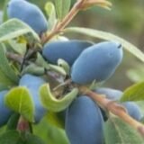 Lonicera caerulea ver. kamtschatica ‘Lebeduska‘ (Sausmedis kamčiatkinis)