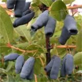 Lonicera caerulea ver. kamtschatica ‘Modry Triupmph‘ (Sausmedis kamčiatkinis)