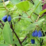 Lonicera caerulea ver. kamtschatica ‘Rebeka‘ (Sausmedis kamčiatkinis)