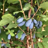 Lonicera caerulea ver. kamtschatica ‘Roksana‘ (Sausmedis kamčiatkinis)