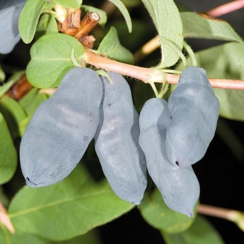 Lonicera caerulea ver. kamtschatica ‘Silginka‘ (Sausmedis kamčiatkinis)