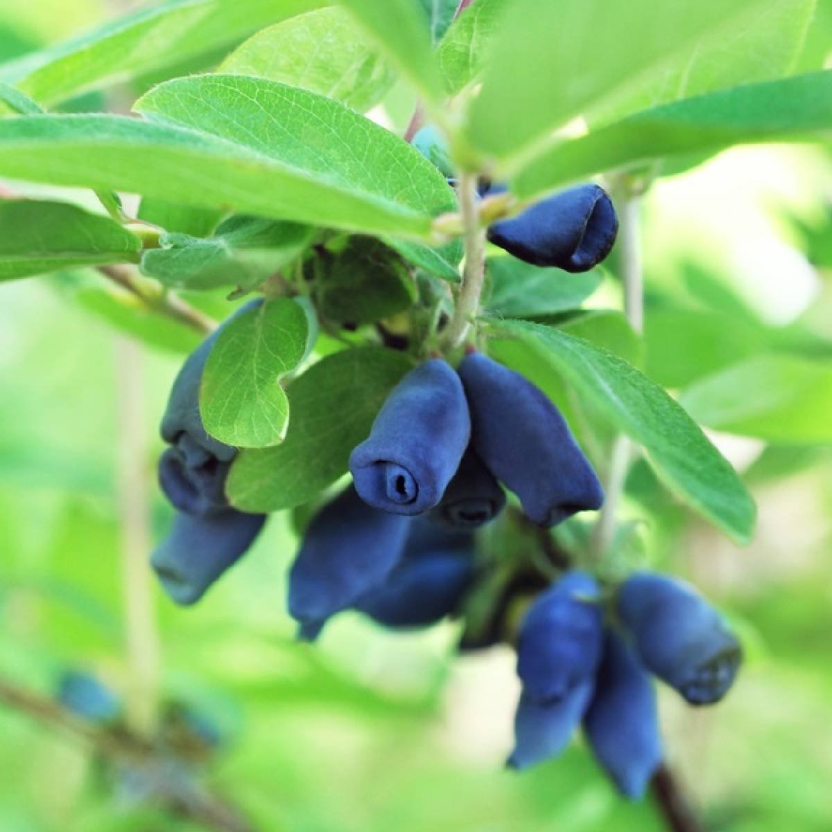 Lonicera caerulea ver. kamtschatica ‘Tomiczka‘ (Sausmedis kamčiatkinis)