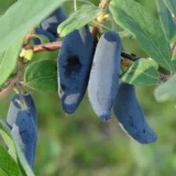 Lonicera caerulea ver. kamtschatica ‘Vostorg‘ (Sausmedis kamčiatkinis)