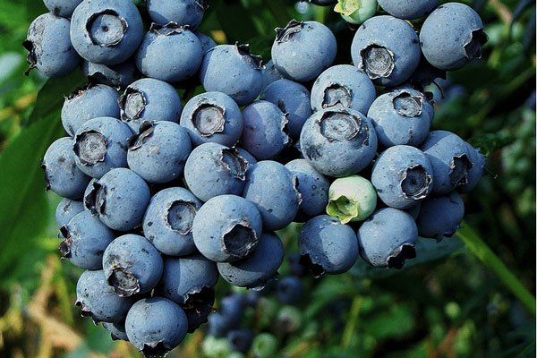 Vaccinium corymbosum ‘Meader‘ (Šilauogė aukštoji)