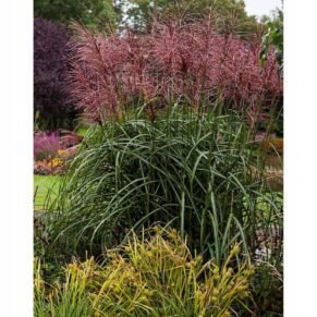 Miscanthus sinensis ‘Malepartus’ (miskantas kininis)