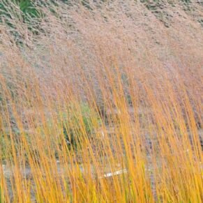 Molinia arundinacea ‘Yellow Pipe’ (Melvenė nendrinė)