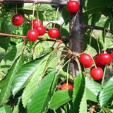 Prunus avium ‘Madisson Rožinė‘ (Trešnė paprastoji)