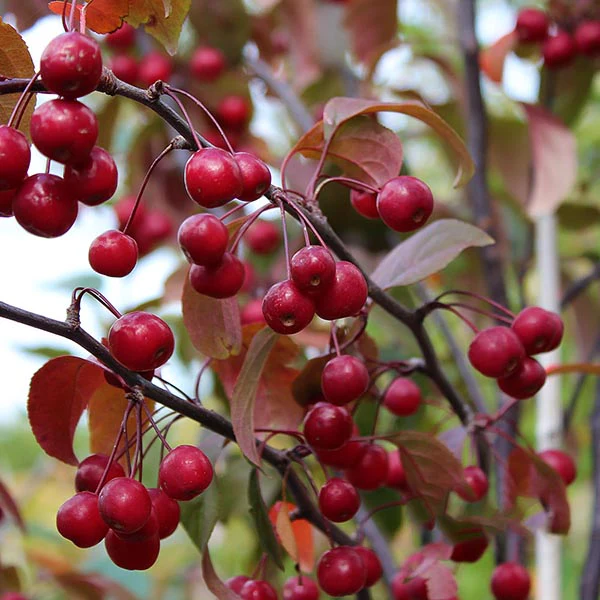 Malus ‘Mokum ‘ (Obelis)