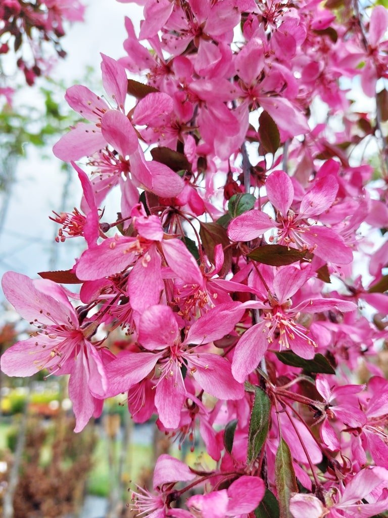 Malus ‘Royal Beauty‘ (Obelis)