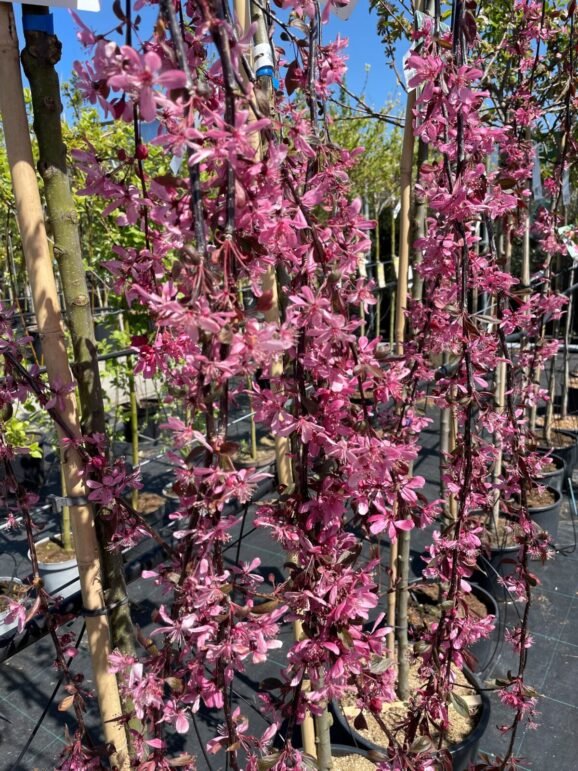 Malus ‘Royal Beauty‘ (Obelis)