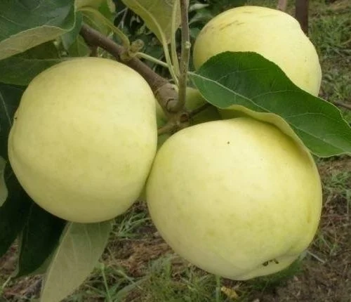 Malus domestica ‘Alyvinis’