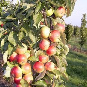 Malus domestica ‘Mango’ (Obelis naminė)