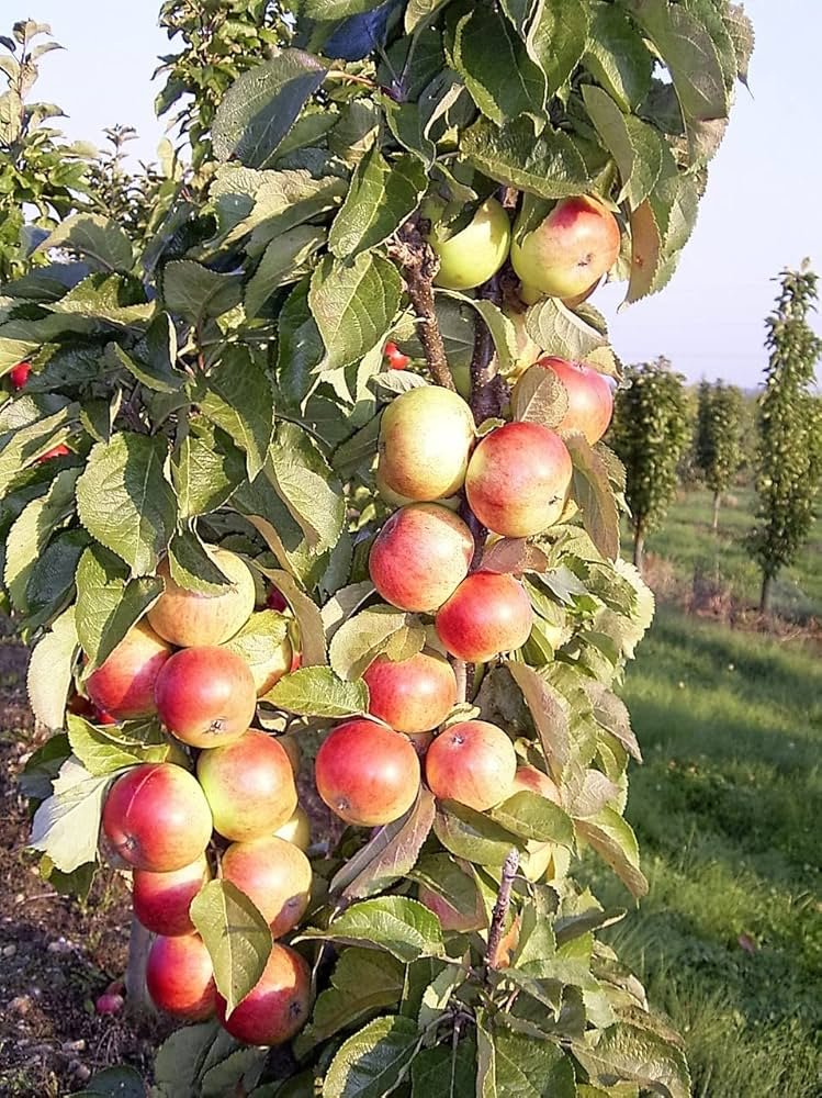 Malus domestica ‘Mango’ (Obelis naminė)