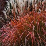 Miscanthus sinensis ‘Dronning Ingrid‘ (Miskantas kininis)