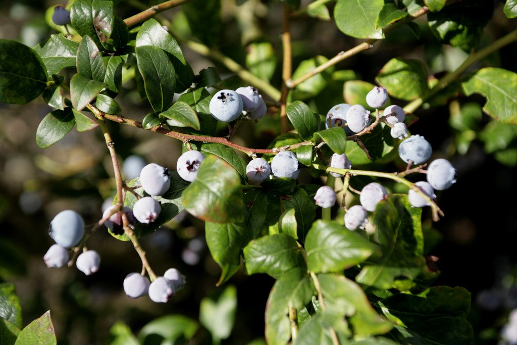 Vaccinium corymbosum ‘Nelson‘ (Šilauogė aukštoji)