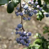 Vaccinium corymbosum ‘Nelson‘ (Šilauogė aukštoji)