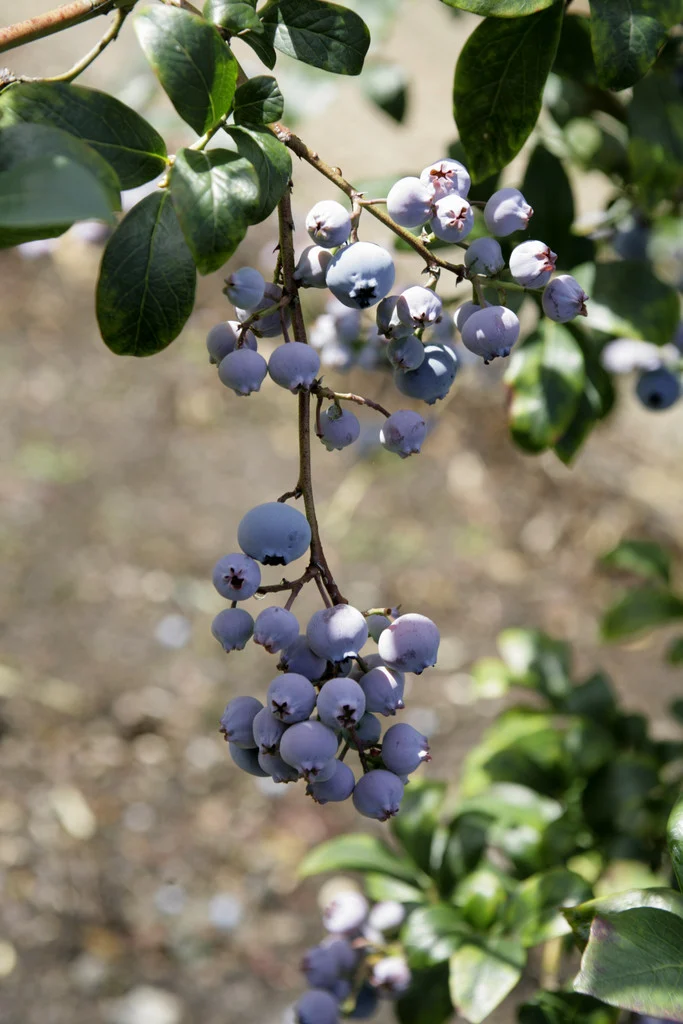 Vaccinium corymbosum ‘Nelson‘ (Šilauogė aukštoji)