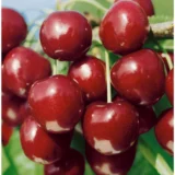 Prunus cerasus ‘North Star‘ (Vyšnia paprastoji)