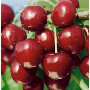 Prunus cerasus ‘North Star‘ (Vyšnia paprastoji)