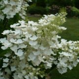 Hydrangea paniculata ‘Unique‘ (Hortenzija šluotelinė) - C7