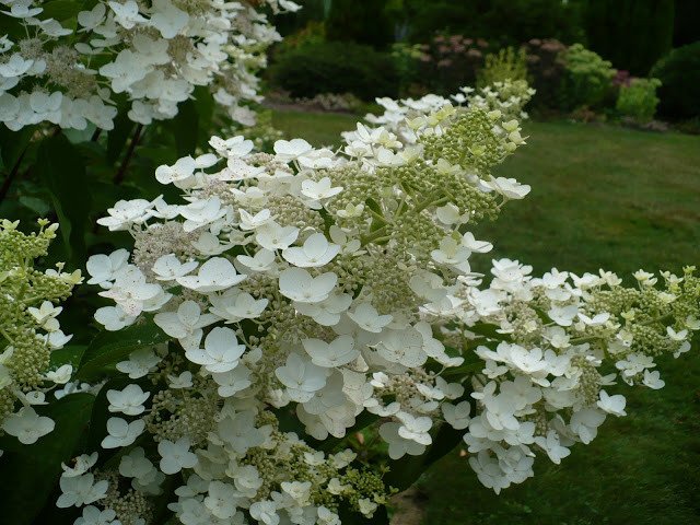 Hydrangea paniculata ‘Unique‘ (Hortenzija šluotelinė)