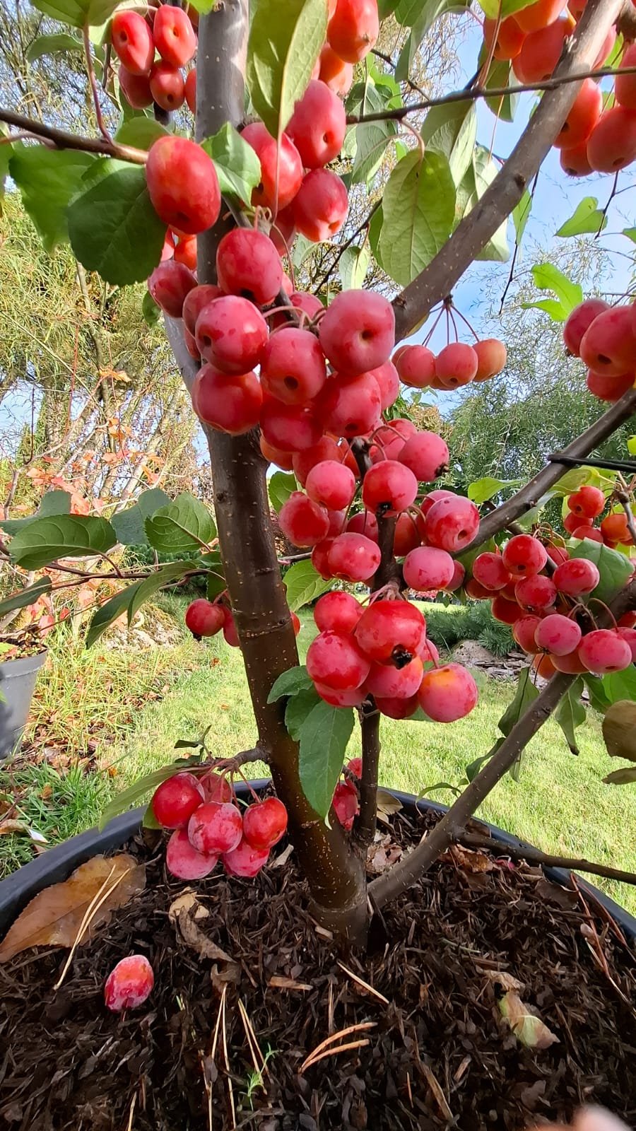 Malus ‘Red Sentinel‘ (Obelis)