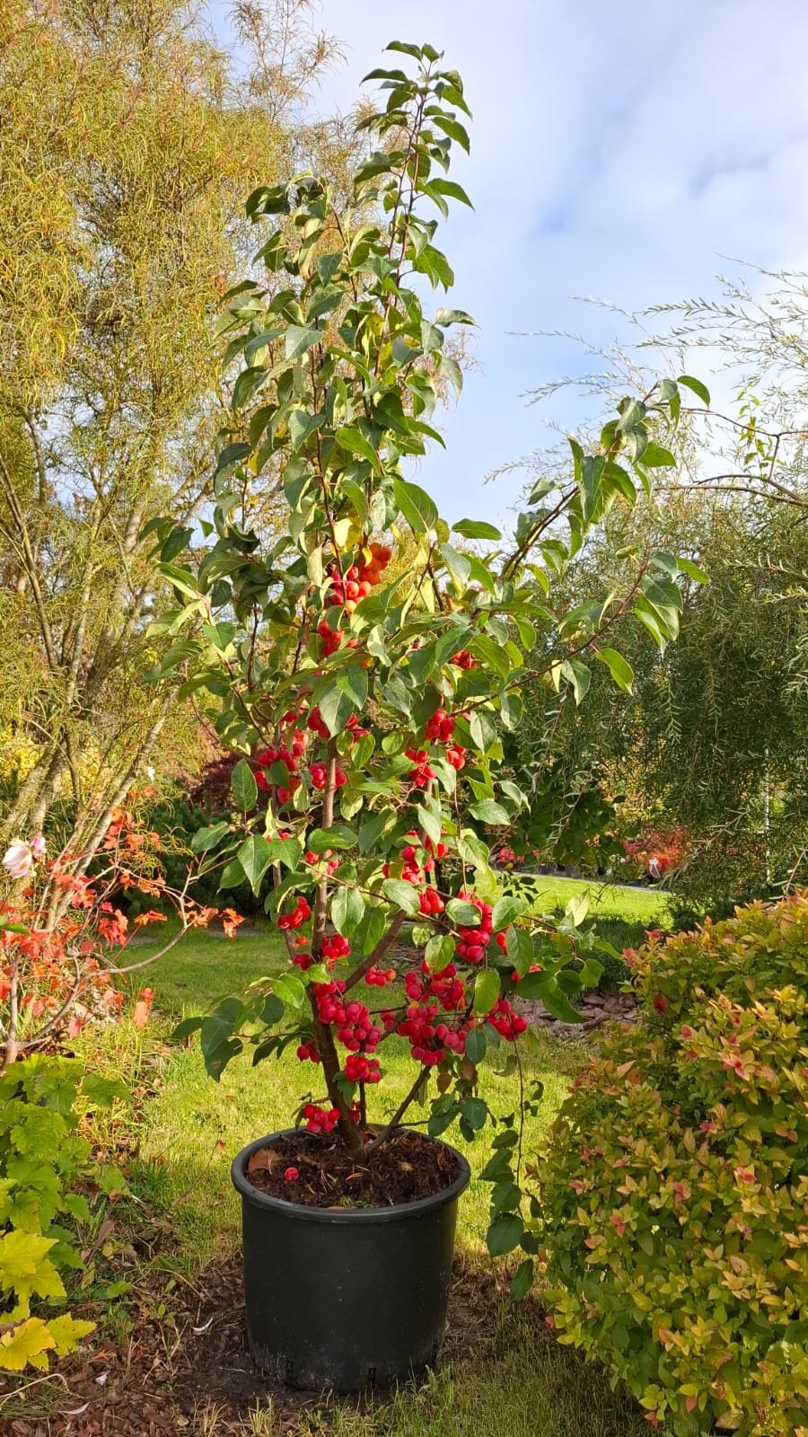 Malus ‘Red Sentinel‘ (Obelis)