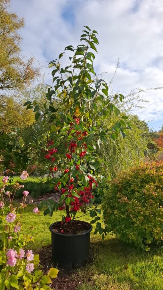 Malus ‘Red Sentinel‘ (Obelis)