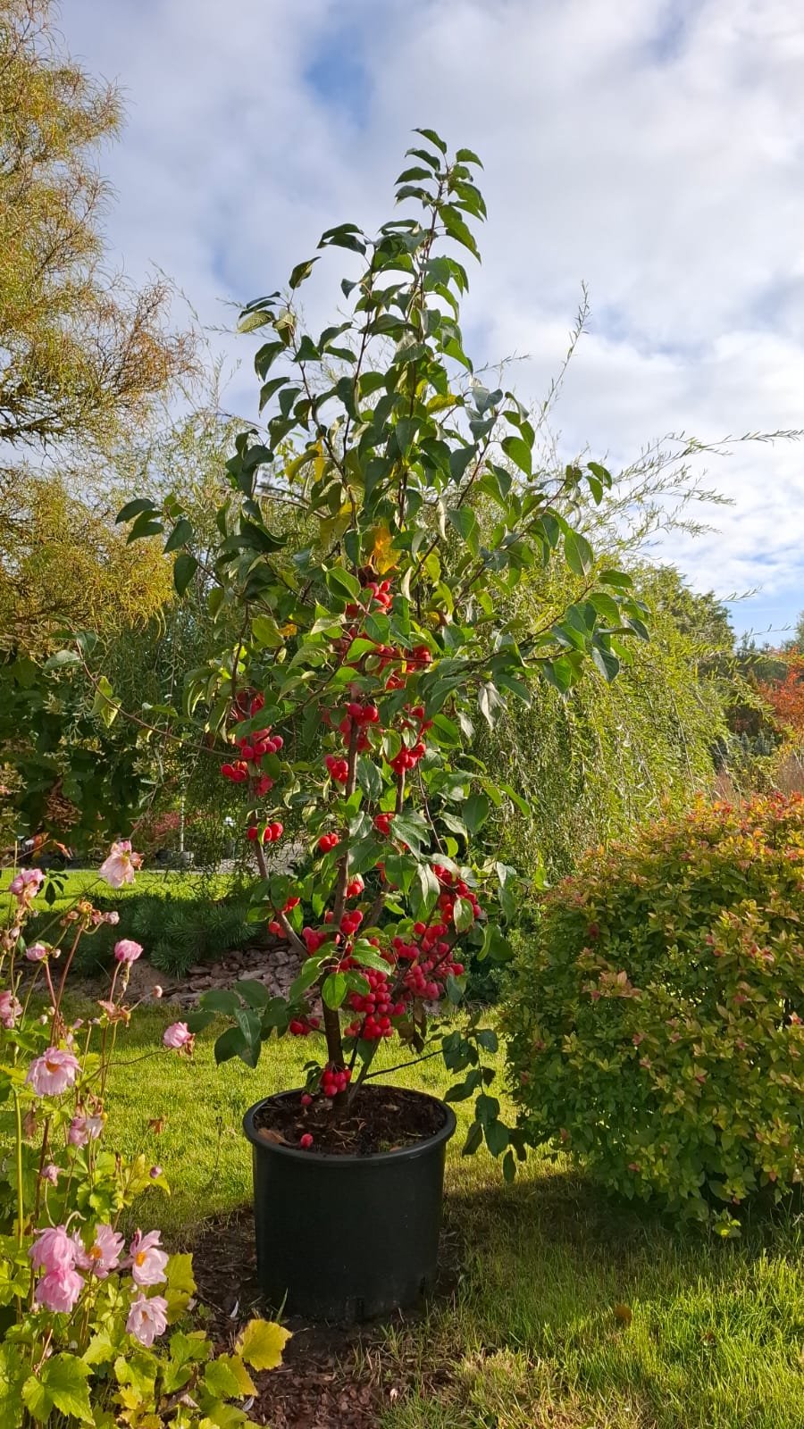 Malus ‘Red Sentinel‘ (Obelis)