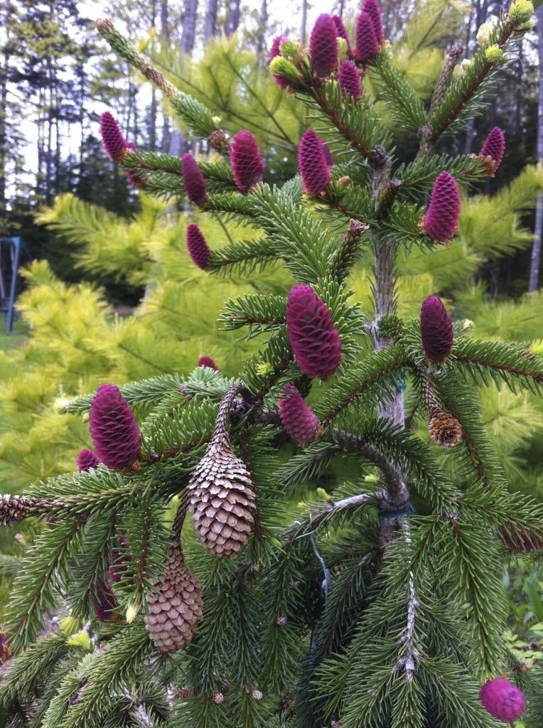 Picea abies ‘Acrocona‘ (Eglė paprastoji)