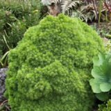 Picea abies ‘Echiniformis‘ (Eglė paprastoji)