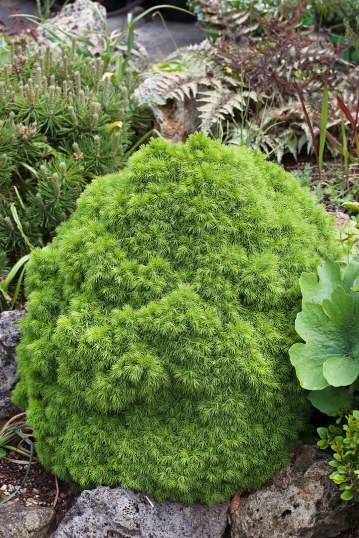 Picea abies ‘Echiniformis‘ (Eglė paprastoji)