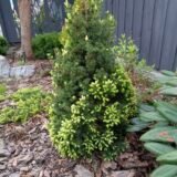 Picea glauca ‘Sun on the Sky‘ (Eglė baltoji)