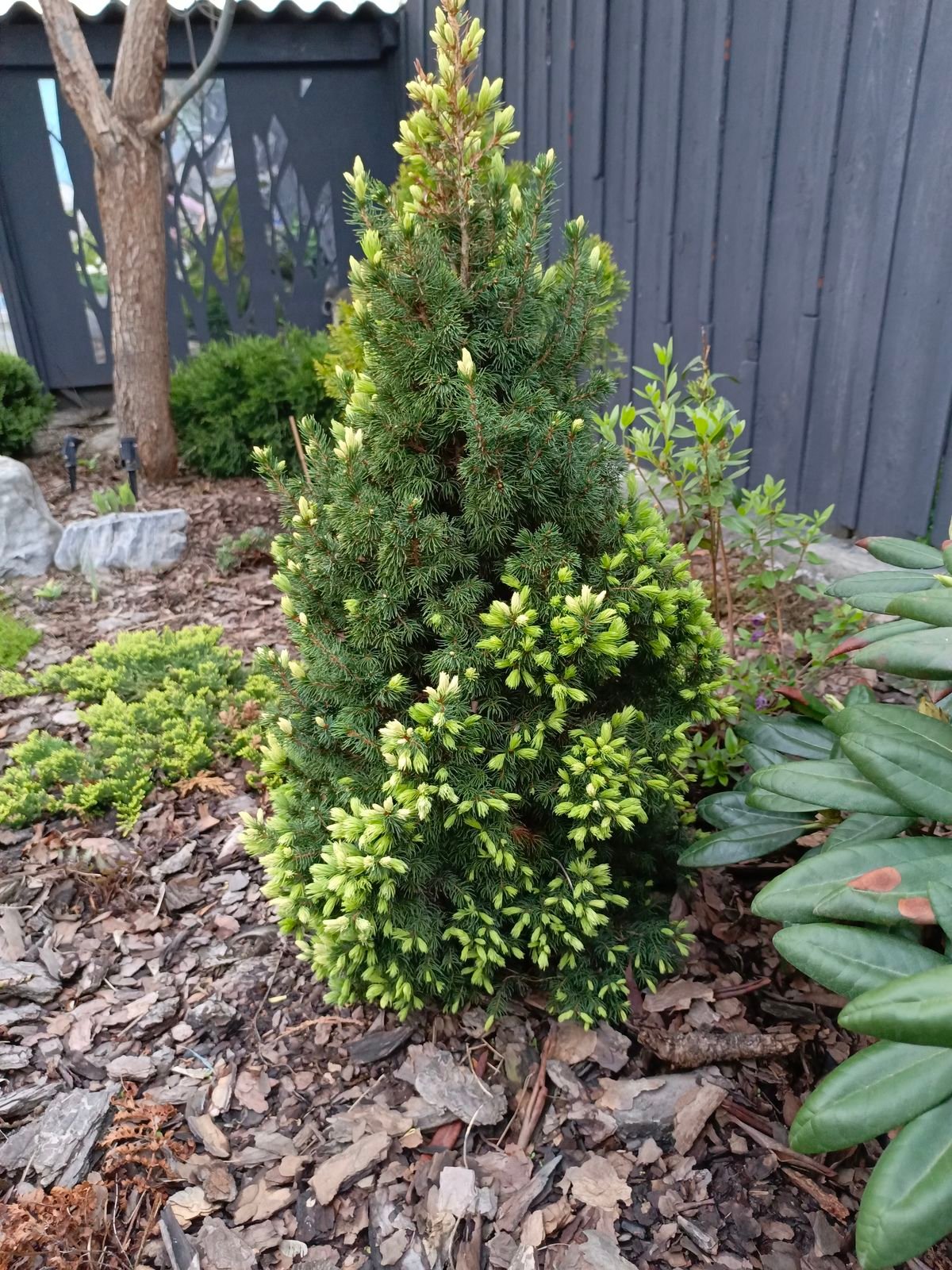 Picea glauca ‘Sun on the Sky‘ (Eglė baltoji)