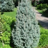 Picea  pungens ‘Iseli Fastigiate‘ (Eglė dygioji)