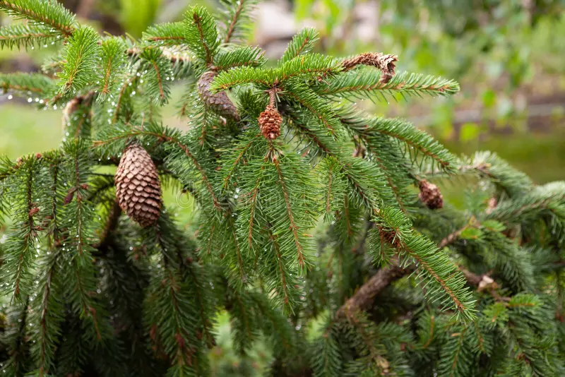 Picea pungens ‘Lucky Strike‘ (Eglė dygioji)