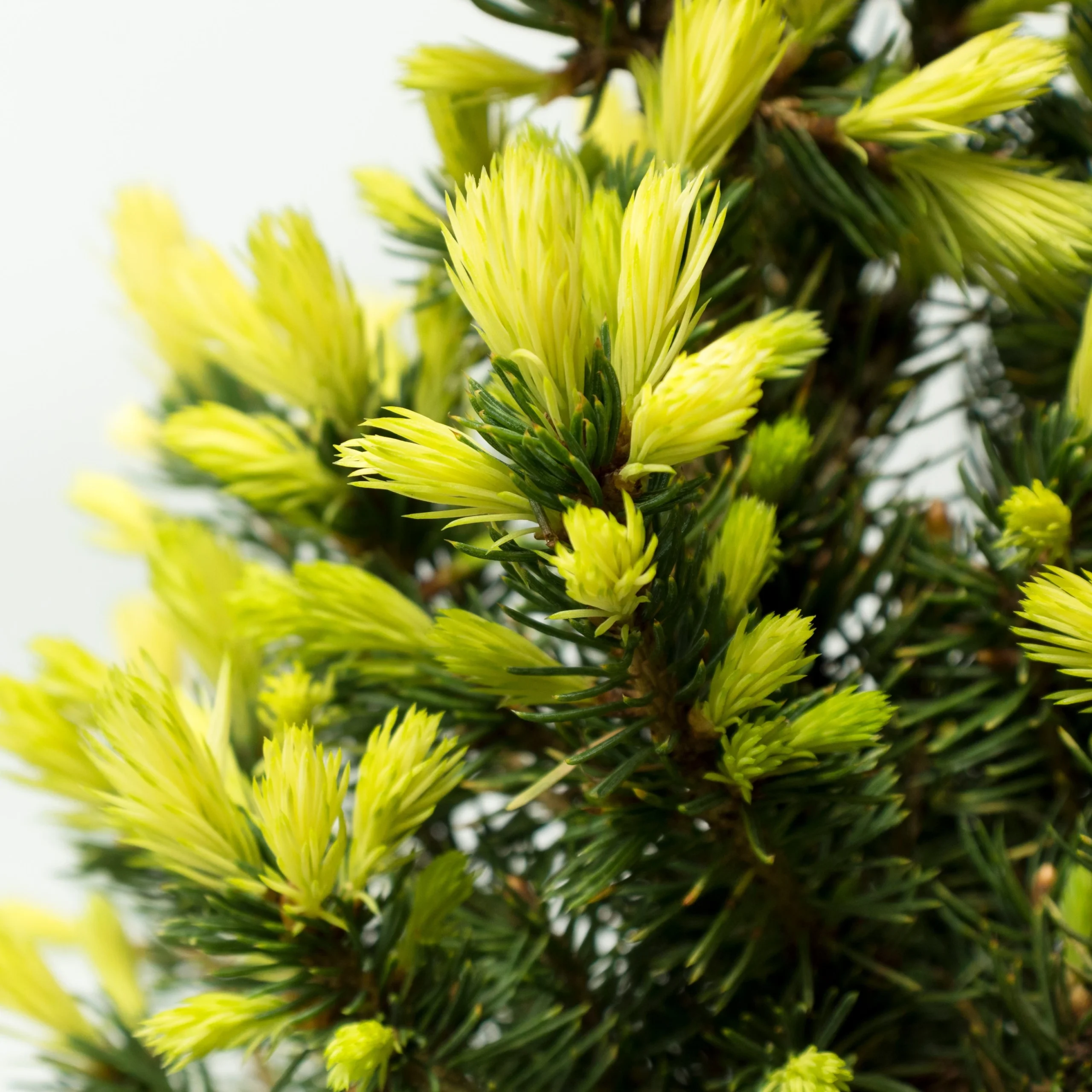 Picea glauca ‘Daisy‘s White‘ (Eglė baltoji)
