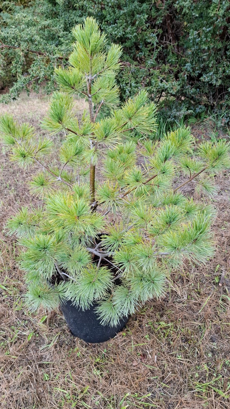 Pinus cembra (Pušis kedrinė)